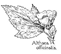 ALTHAEA.PCX