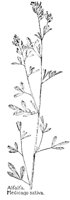 ALFALFA.PCX