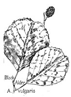 ALDER5.PCX