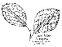 ALDER4.PCX