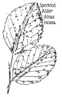 ALDER3.PCX