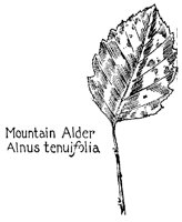 ALDER2.PCX