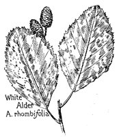 ALDER.PCX