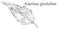 AILNTHUS.PCX