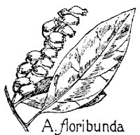 AFLORIB.PCX