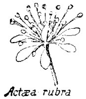 ACTAEA4.PCX