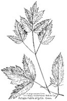 ACTAEA2.PCX