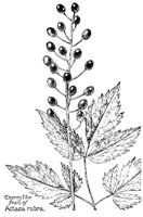 ACTAEA.PCX