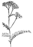 ACHILLEA.PCX