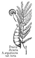 ACACIA.PCX