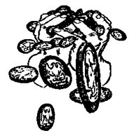 MONEY33.PCX