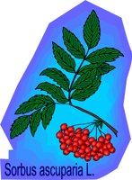 G0215969.wmf