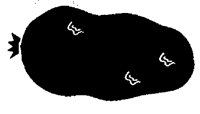 POTATO.PCX