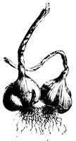 GARLIC.PCX