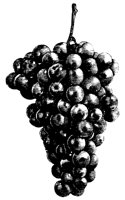 GRAPES3.PCX