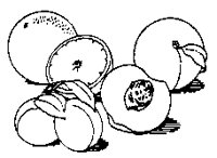 FRUITS2.PCX