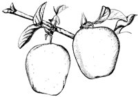 APPLES2.PCX