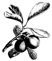 3PLUMS.PCX