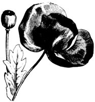 FLOWER8.PCX