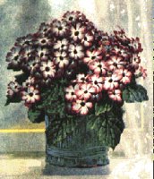 FLOWER57.PCX