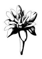 FLOWER33.PCX