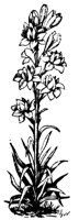 FLOWER32.PCX