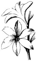 FLOWER31.PCX
