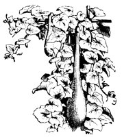 FLOWER30.PCX