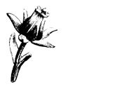 FLOWER28.PCX