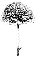 FLOWER27.PCX