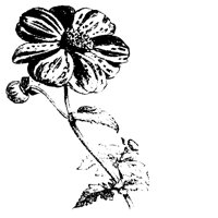 FLOWER22.PCX