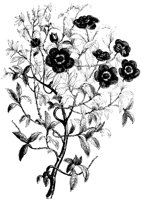 FLOWER18.PCX