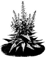 FLOWER14.PCX