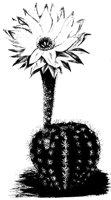 FLOWER12.PCX