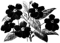 FLOWER11.PCX