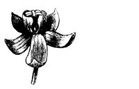 FLOWER10.PCX