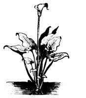 FLOWER09.PCX