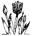 FLOWER03.PCX