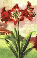 FLOWER02.PCX