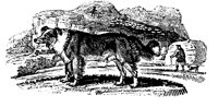COLLIE.PCX