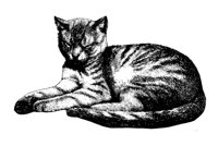 CAT73.PCX