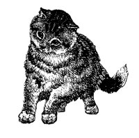 CAT71.PCX