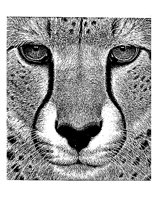 BIGCAT62.PCX