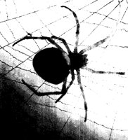 SPIDERWB.PCX