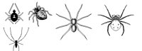 SPIDER3.PCX