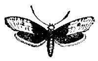 MOTH7.PCX