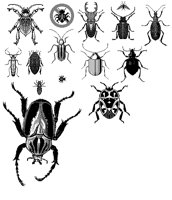BUGS44.PCX
