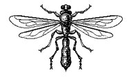 BUGS36.PCX