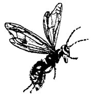 BUGS27.PCX