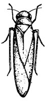 BUGS22.PCX